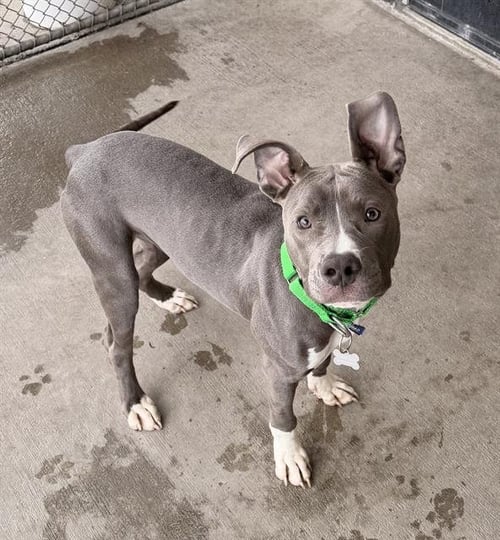 ZOOMIES - American Pit Bull Terrier available for adoption