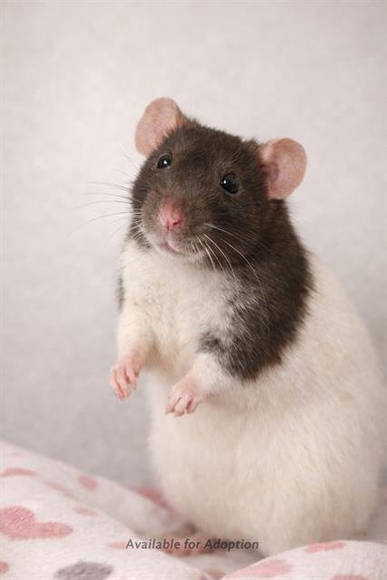 TIFFANY - Rat available for adoption