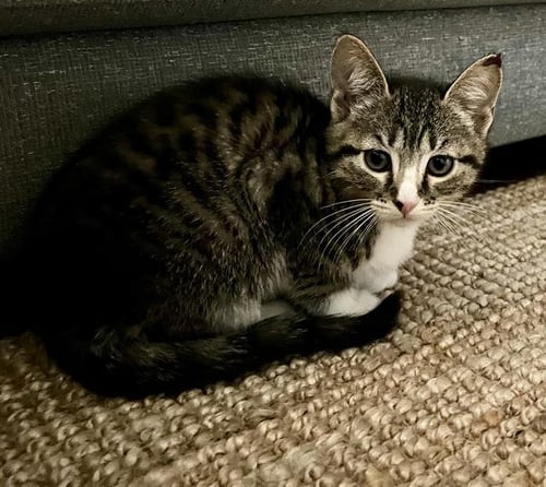 ROMA - Domestic Short Hair available for adoption
