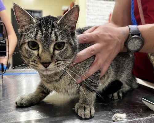 KITTY - Domestic Short Hair available for adoption