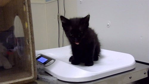 LETTUCE - Domestic Short Hair available for adoption