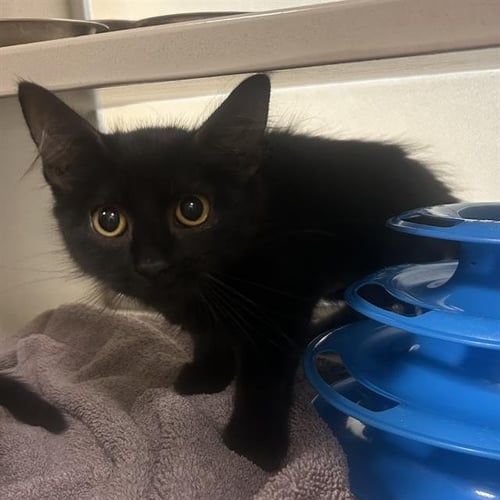 LETTUCE - Domestic Short Hair available for adoption