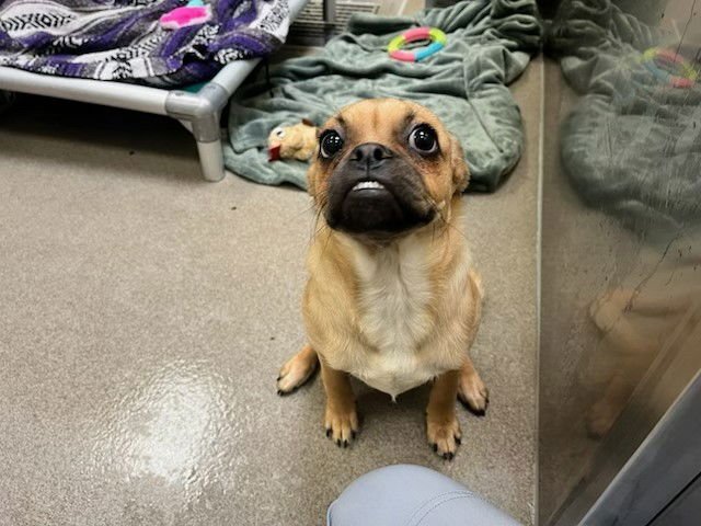 MUFFIN - Pug / Beagle available for adoption