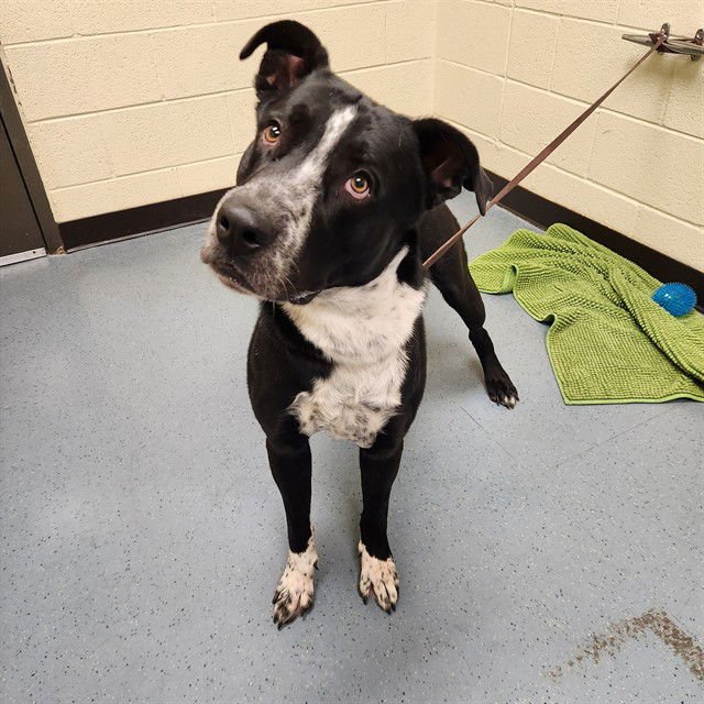 SPARKLER - Labrador Retriever available for adoption