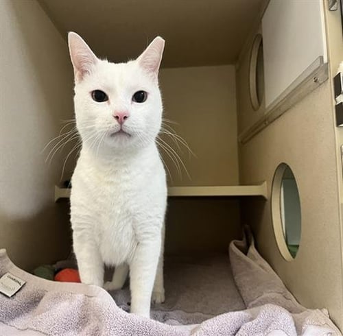 OLIVER - Domestic Short Hair available for adoption