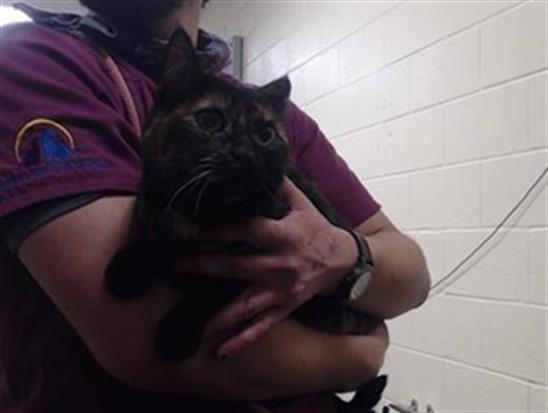 RUDY - Domestic Short Hair available for adoption