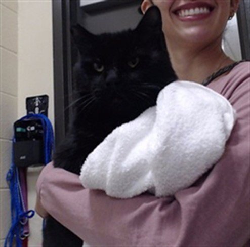 JOE - Domestic Short Hair available for adoption