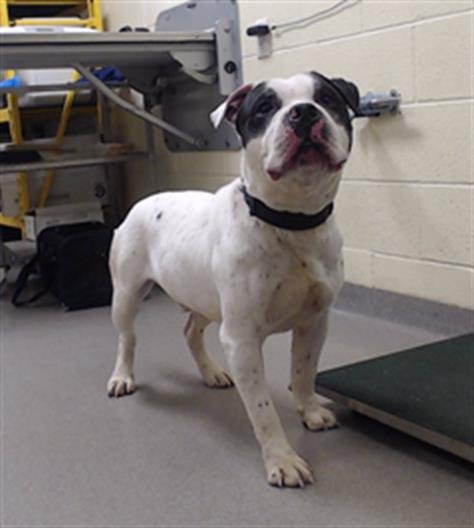 CHAPO - American Staffordshire Terrier available for adoption