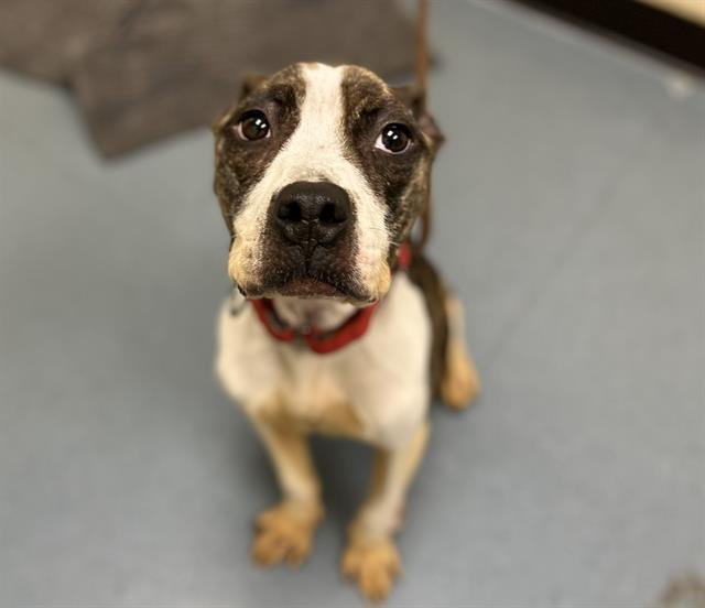 MADISON - American Pit Bull Terrier available for adoption