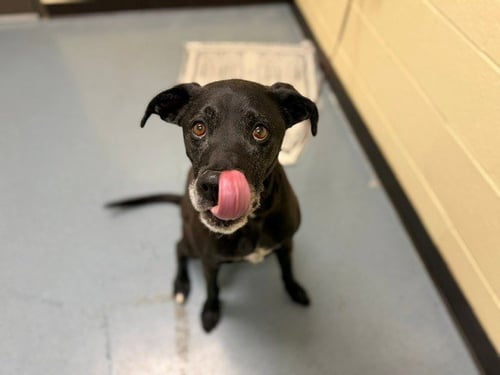 GEORGE - Labrador Retriever available for adoption