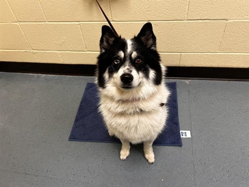 ASPEN - Siberian Husky available for adoption