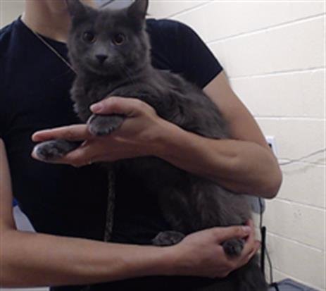 BURN DOWN - Domestic Medium Hair available for adoption