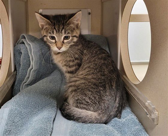 RACCOON - Domestic Short Hair available for adoption