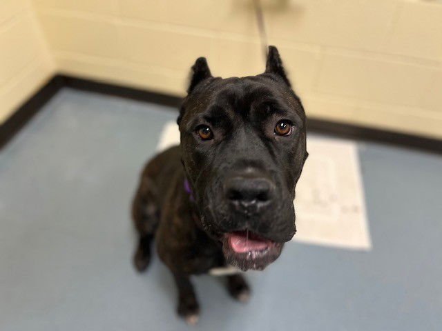 ROSIE - Cane Corso Mastiff available for adoption