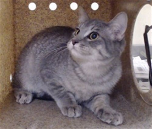ALI - Domestic Medium Hair available for adoption