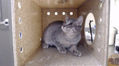 ALI - Domestic Medium Hair available for adoption
