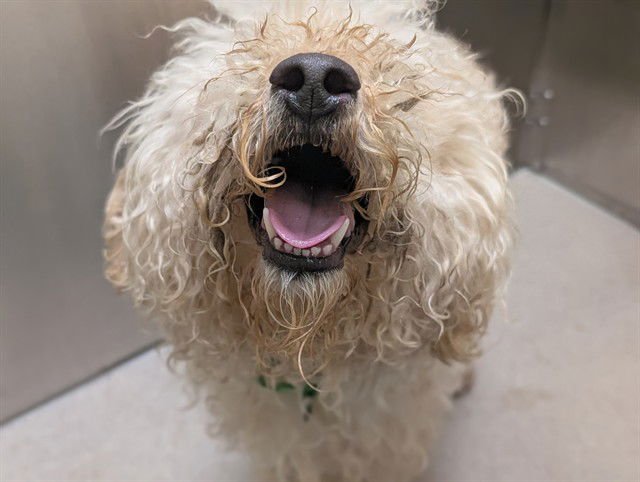 BACHUS - Poodle (Miniature) available for adoption