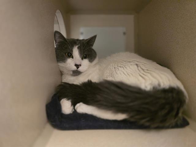 CLOUD - Domestic Short Hair available for adoption