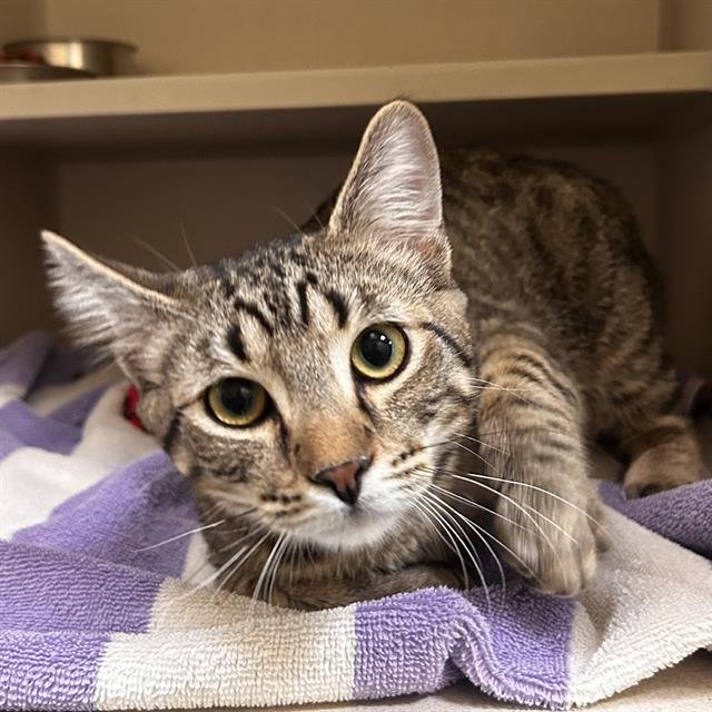 CARRY ON - Domestic Medium Hair available for adoption