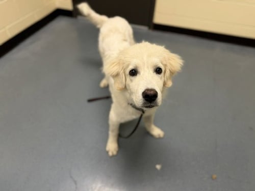 CHALK - Great Pyrenees available for adoption