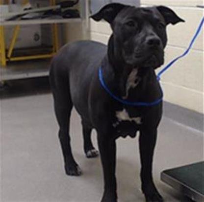 LILO - American Pit Bull Terrier available for adoption