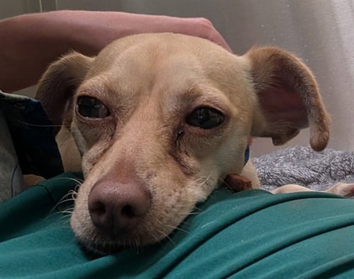 LINCOLN LOG - Chihuahua available for adoption
