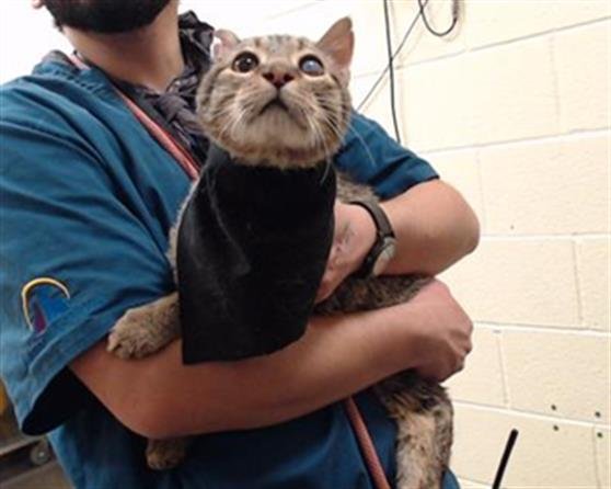 GRANDPA JACK - Domestic Short Hair available for adoption