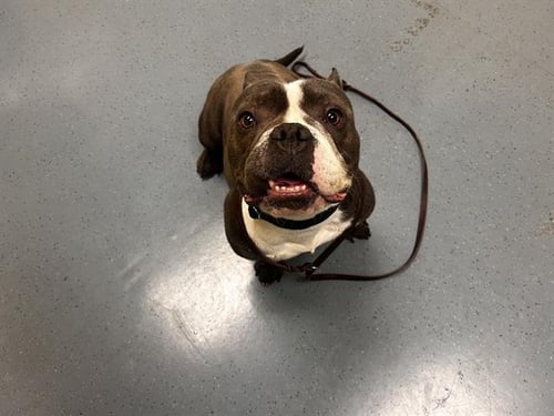 MUSCLE TEE - English Bulldog / American Pit Bull Terrier available for adoption