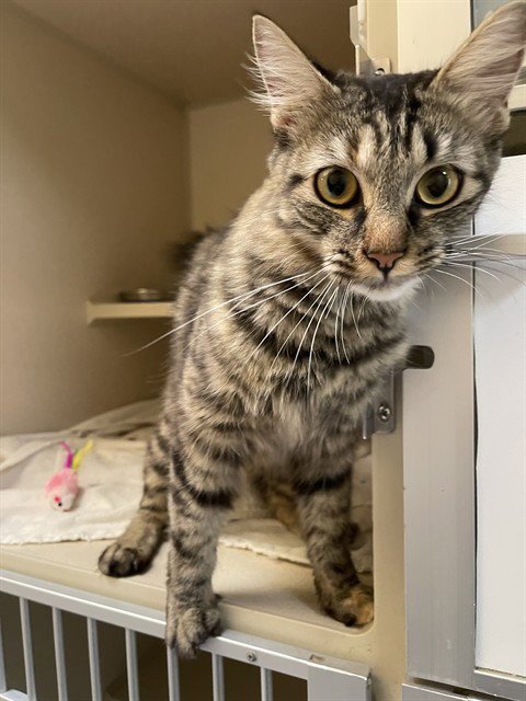 GOURD - Domestic Medium Hair available for adoption