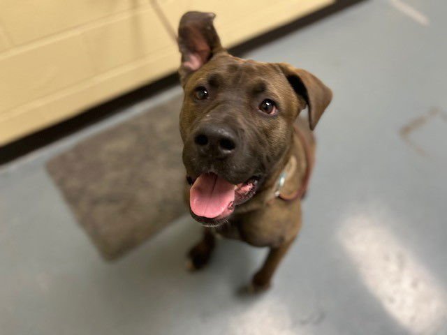 DAZ BONES - Chinese Shar-Pei / Labrador Retriever available for adoption