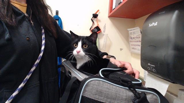 KNIGHT - Domestic Short Hair available for adoption