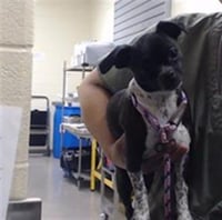 ACE OF CLUBS - Photo 1