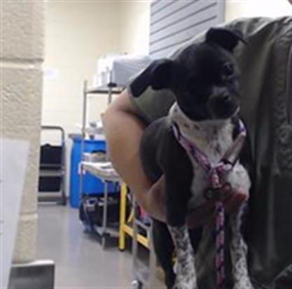 ACE OF CLUBS - Chihuahua available for adoption