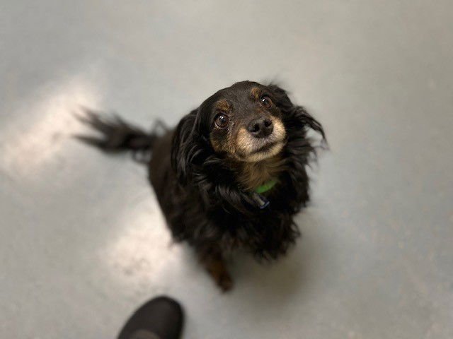 JAX - Dachshund available for adoption