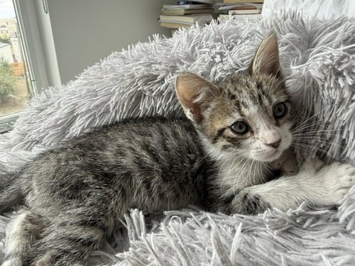 CALLIOPE - Domestic Short Hair available for adoption