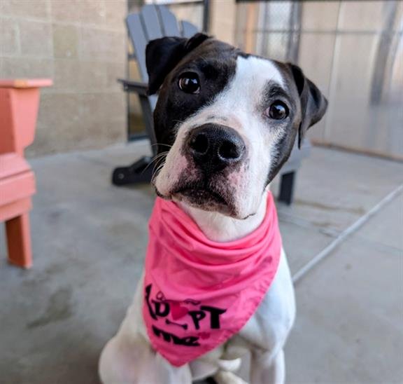 MISS ENIGMA - Bull Terrier / American Pit Bull Terrier available for adoption