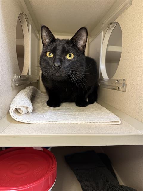 TIMMY - Domestic Short Hair available for adoption