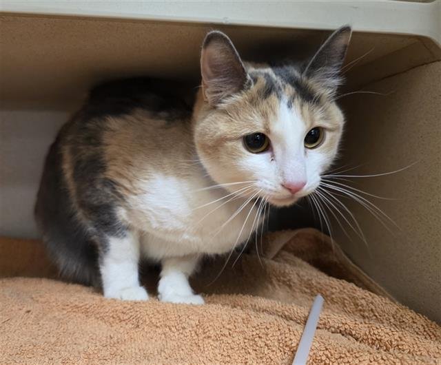 RICE - Domestic Short Hair available for adoption