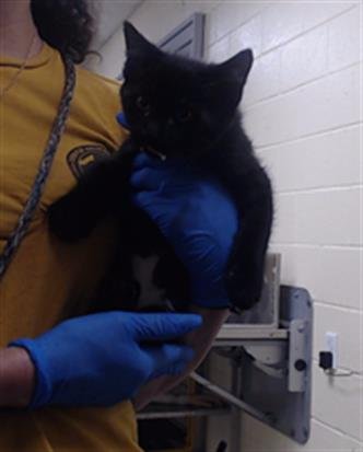 A435161 - Domestic Short Hair available for adoption