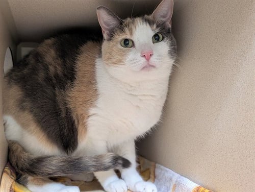 ERIS - Domestic Short Hair available for adoption