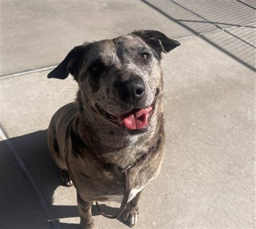 ECHO - Catahoula Leopard Dog available for adoption