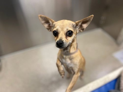 PHANPY - Chihuahua available for adoption