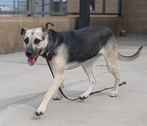 OREO - German Shepherd Dog for adoption in Lakewood