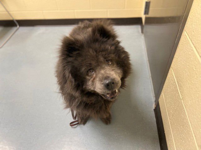 TRIXIE - Chow Chow available for adoption