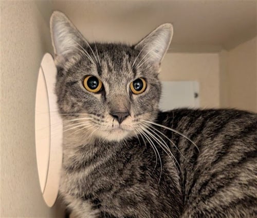 CHEESY NOODLE MAN - Domestic Short Hair available for adoption