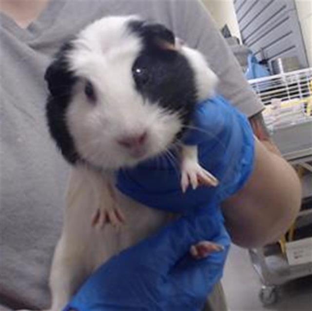 SKUNK Image