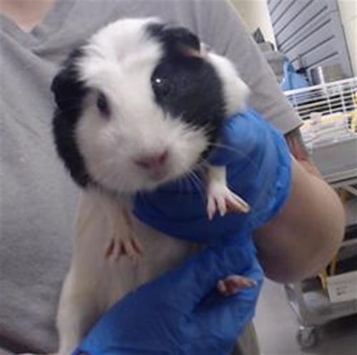 SKUNK - Guinea Pig available for adoption