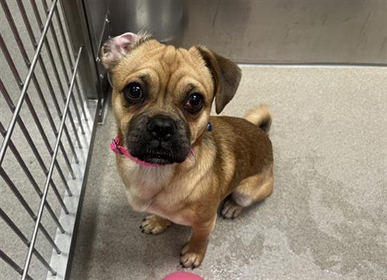 PUPACCHINO - Pug / Beagle available for adoption