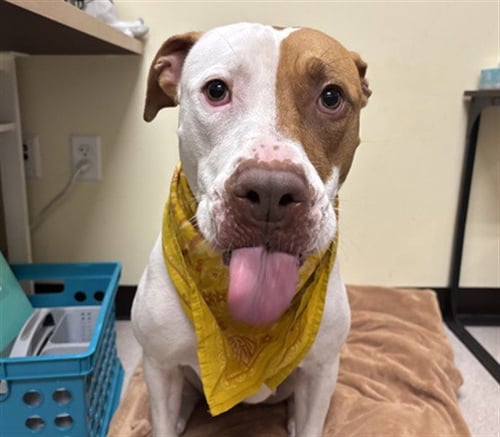 KEIKO - American Pit Bull Terrier for adoption in Denver