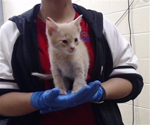 YEN - Domestic Short Hair available for adoption